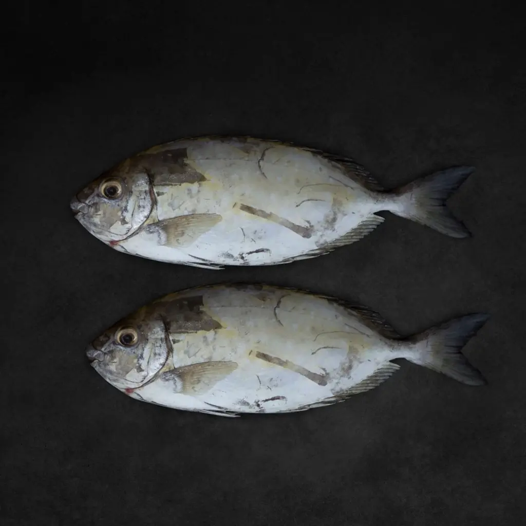 Fresh Safi Fish Medium Whole Cleaned 1 kg